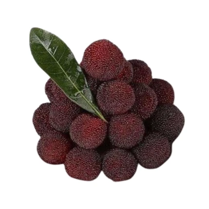 【次日达荸荠 黑炭】正宗仙居荸荠杨梅现摘现发真空包装精品礼盒装浙江省