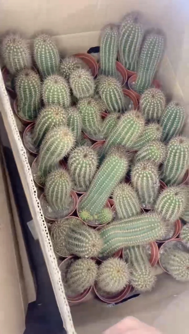 【闪购商品】飞碟 毛花柱【不指定带崽】