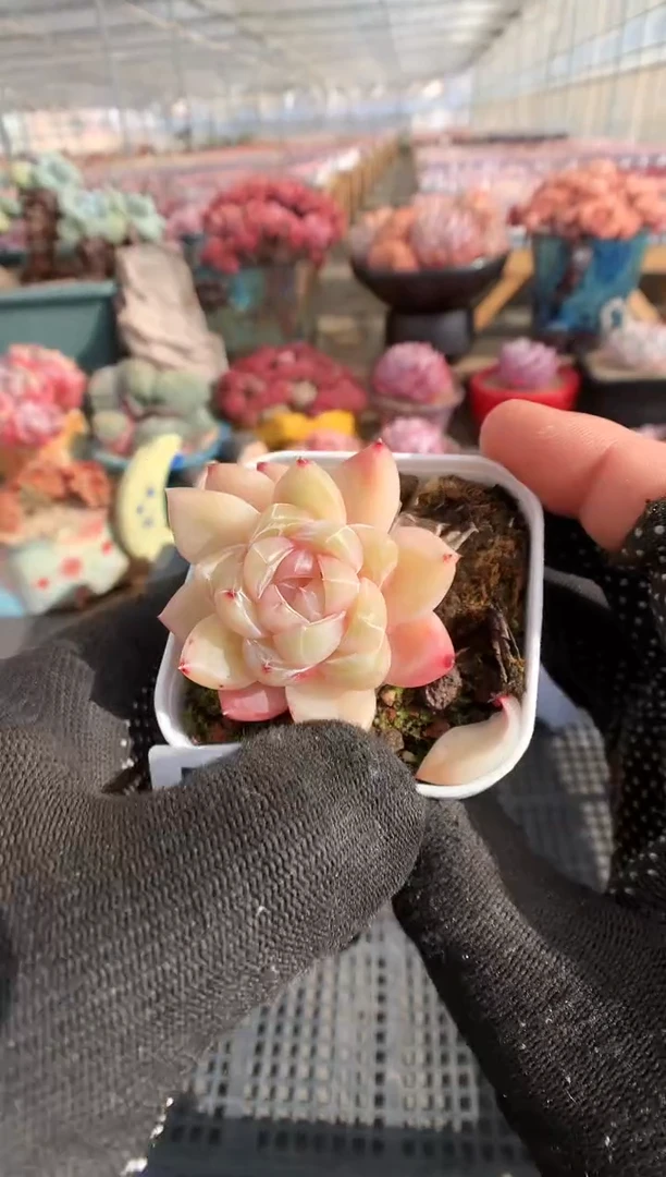 【闪购商品】117珍妮一物一拍