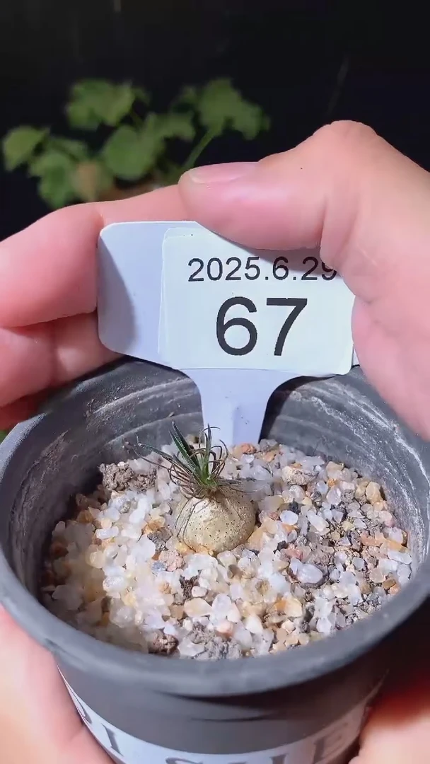 67号629福利迷你海葱