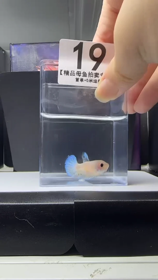 斗鱼母鱼编号：19