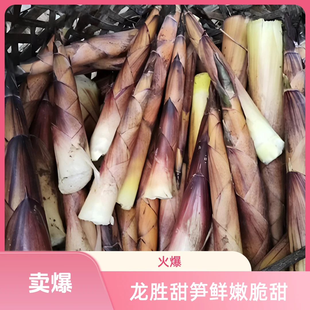 广西桂林龙胜高山甜竹笋摆竹笋子甜笋新鲜野生现挖现发鲜嫩脆甜