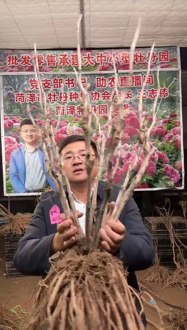 闪购链接  雪映桃花4
