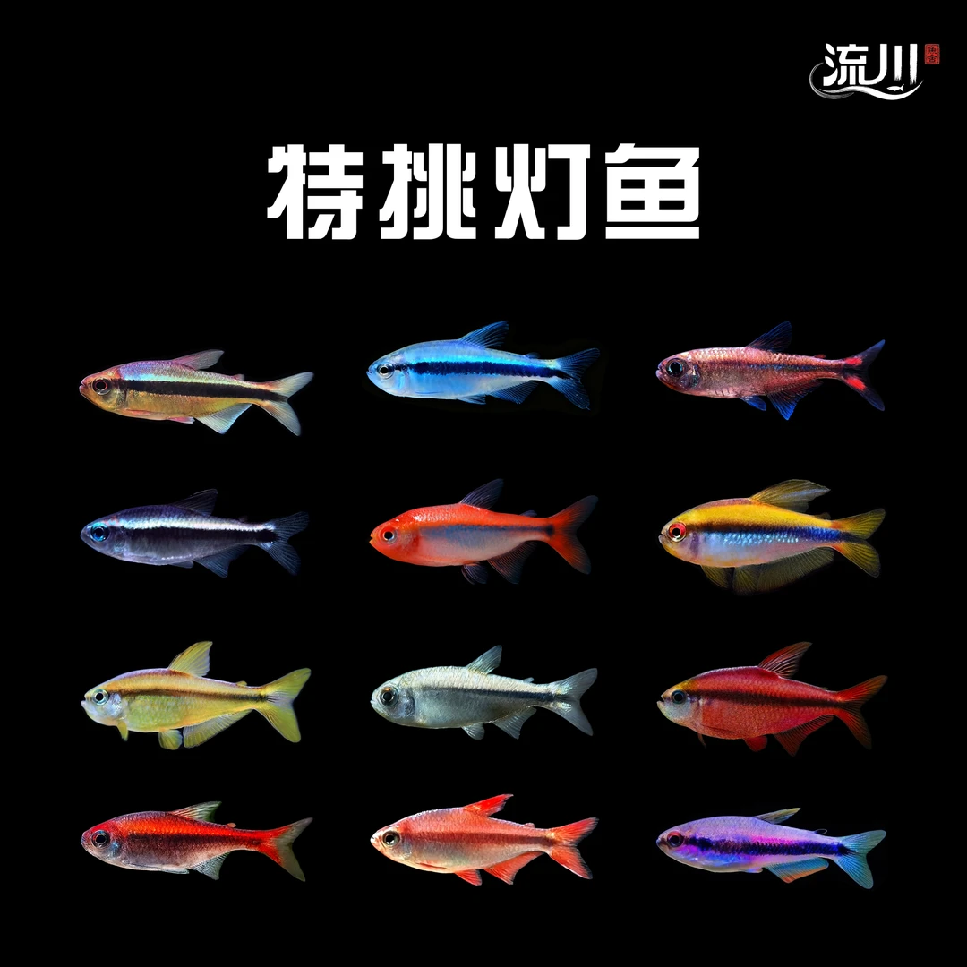 高端灯鱼合集【顺丰包邮包损】