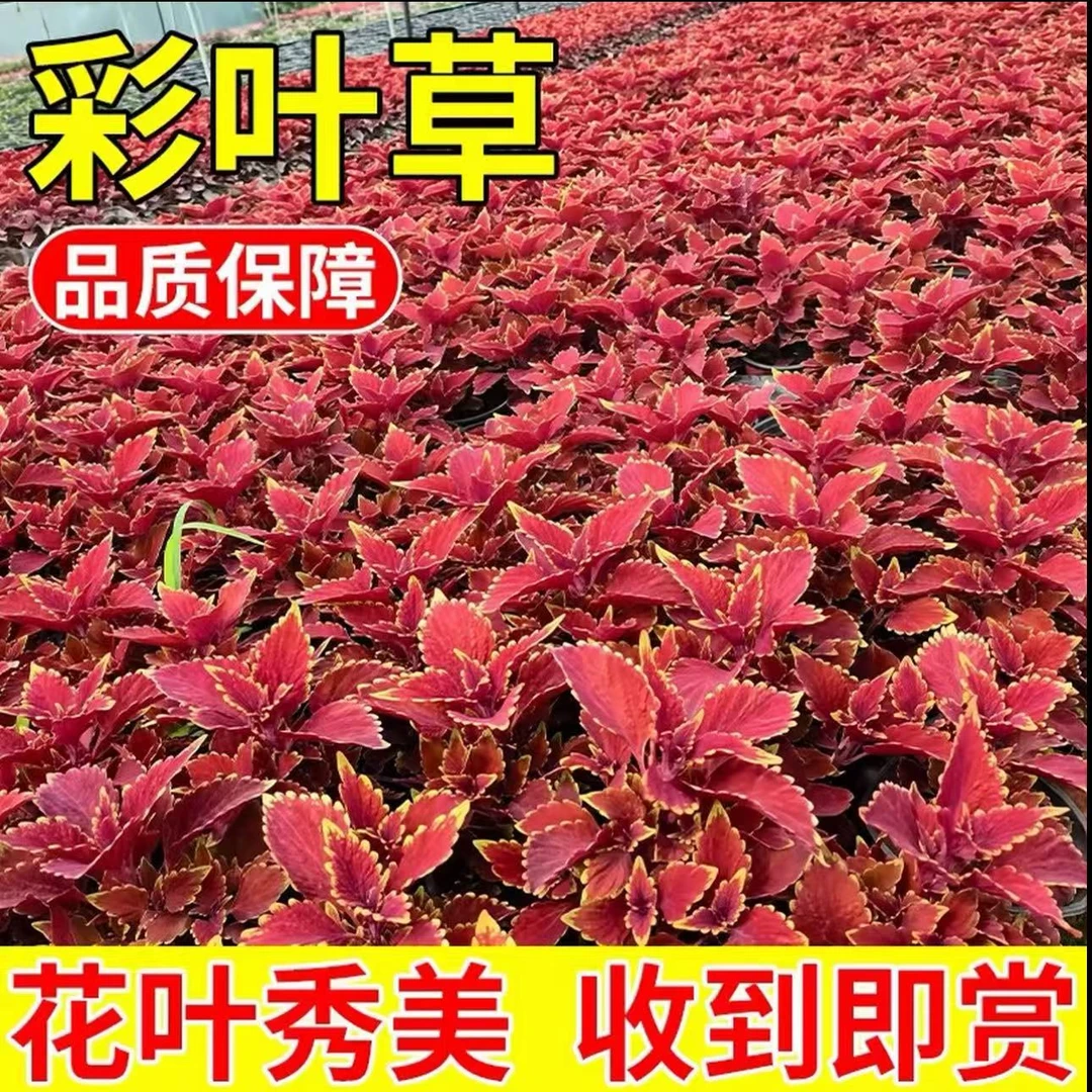 【到手三盆】彩叶草红叶花四季观叶植物室外耐热绿植盆栽庭院阳台