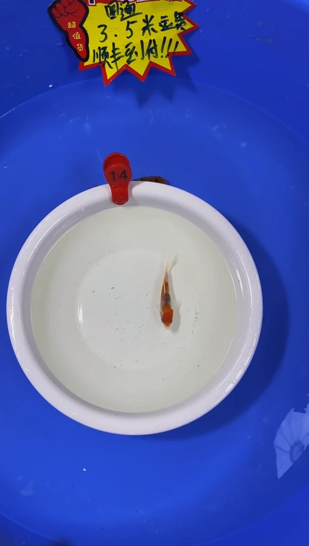锦鲤活体二号链接