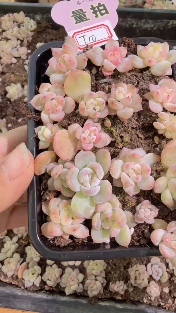 T10切糕1盒 量拍多肉植物