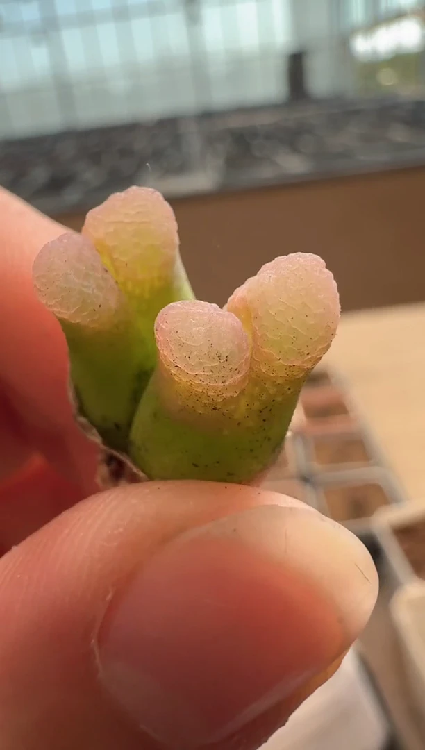 美丽的肉石头12-102 1颗