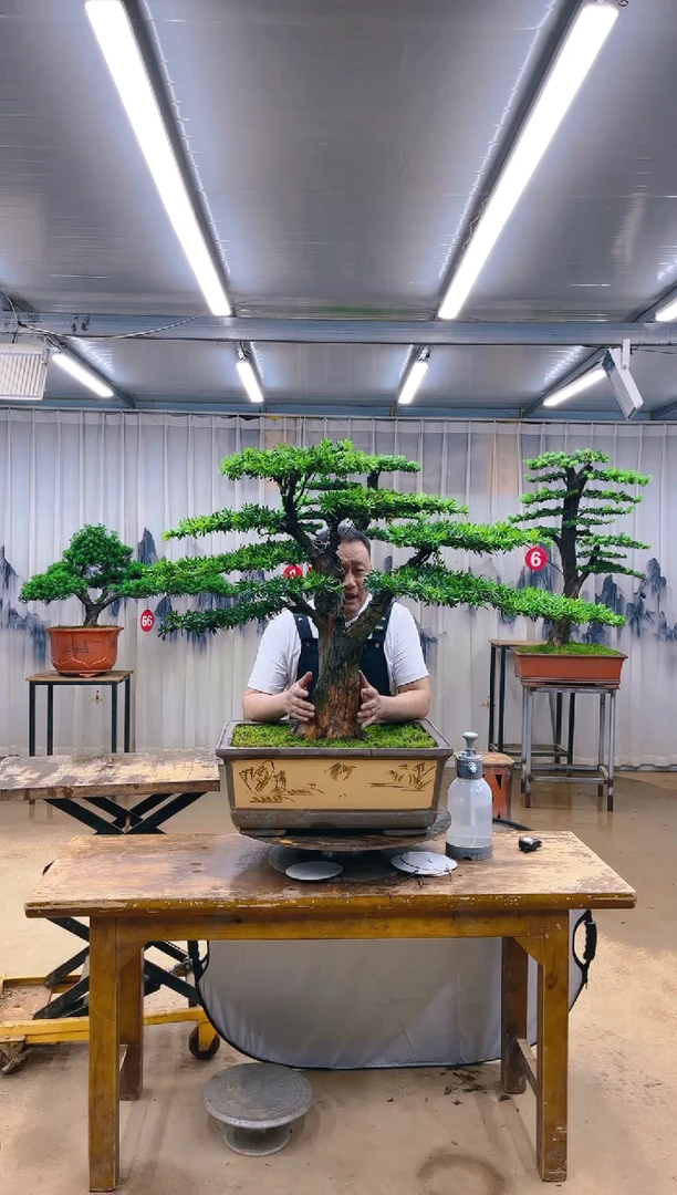 木精品盆景  一物一拍