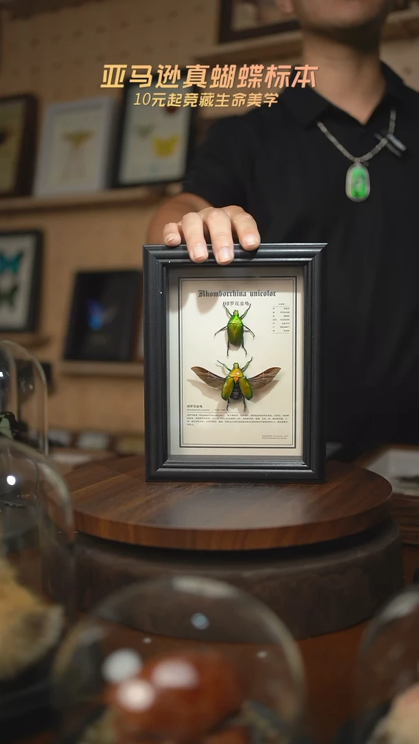 绿萝花金龟未展翅+展翅