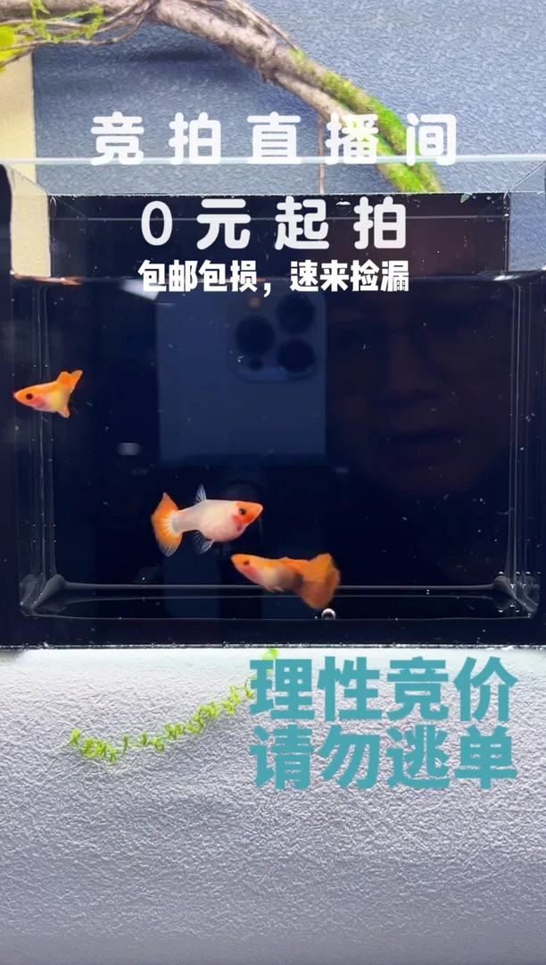 孔雀鱼红头玻璃猫两公一母带胎编号89