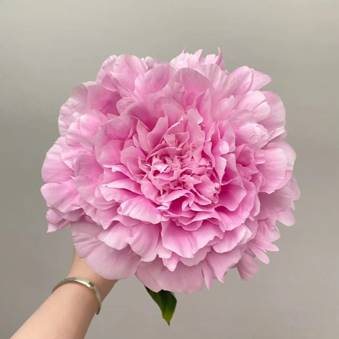 【餐盘】芍药裸根 庭院花卉