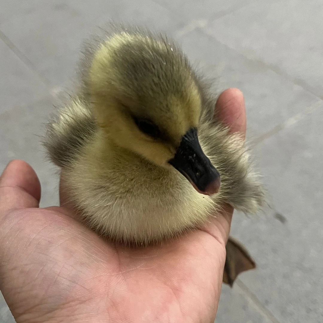 宠物 灰色 大种 包邮13只送2只路损