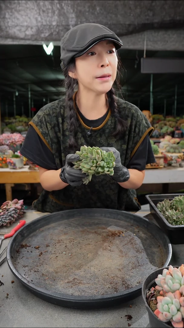 紫*晶2069号象牙缀2个