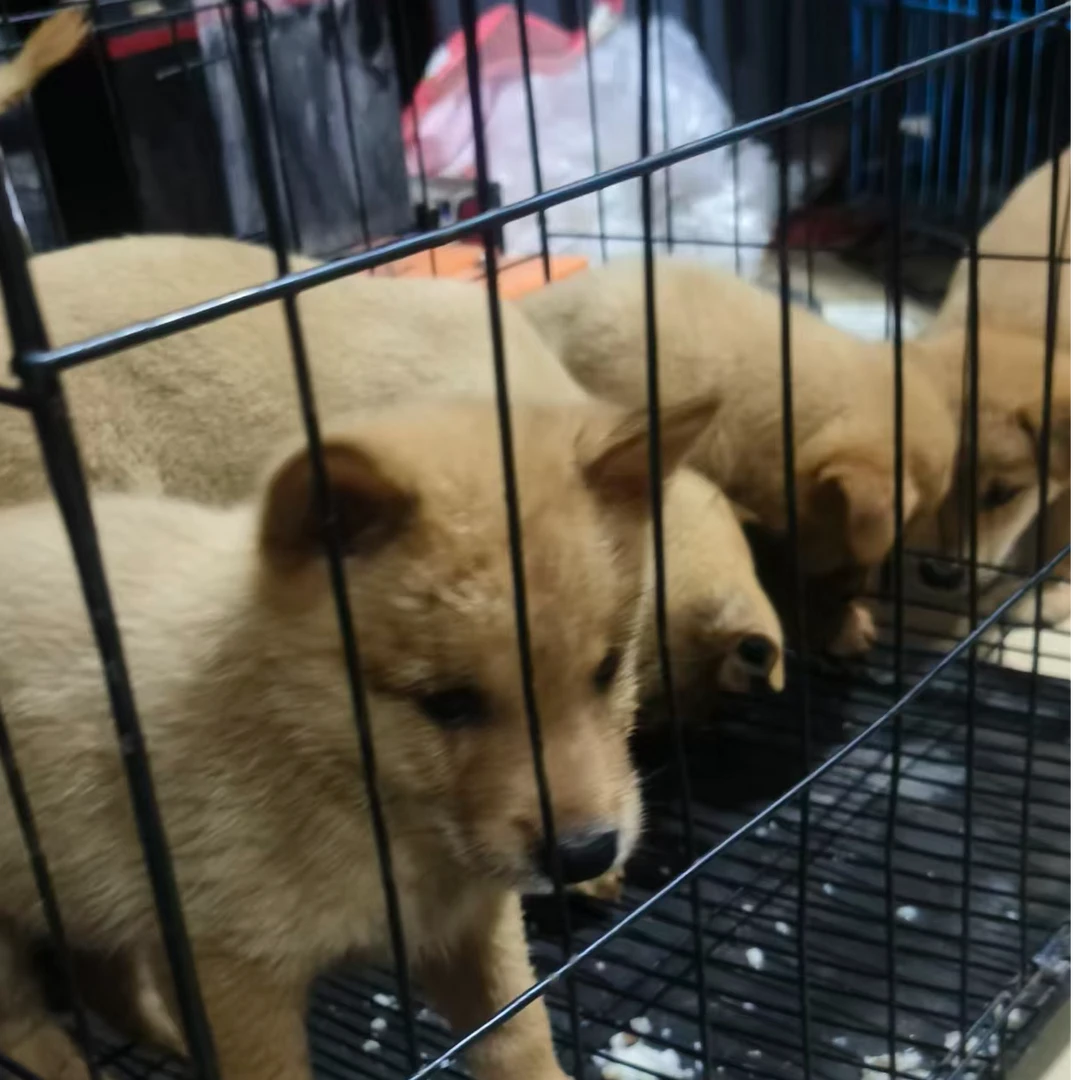 中华田园犬,黄狗白面,一物一拍