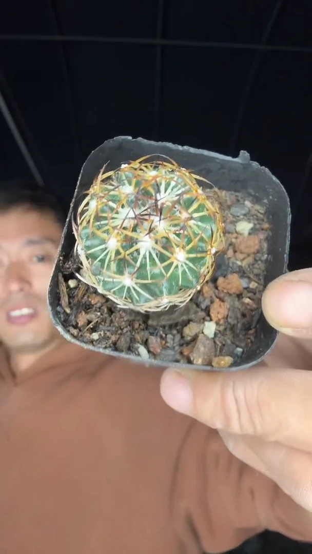 实生顶花球属19.99