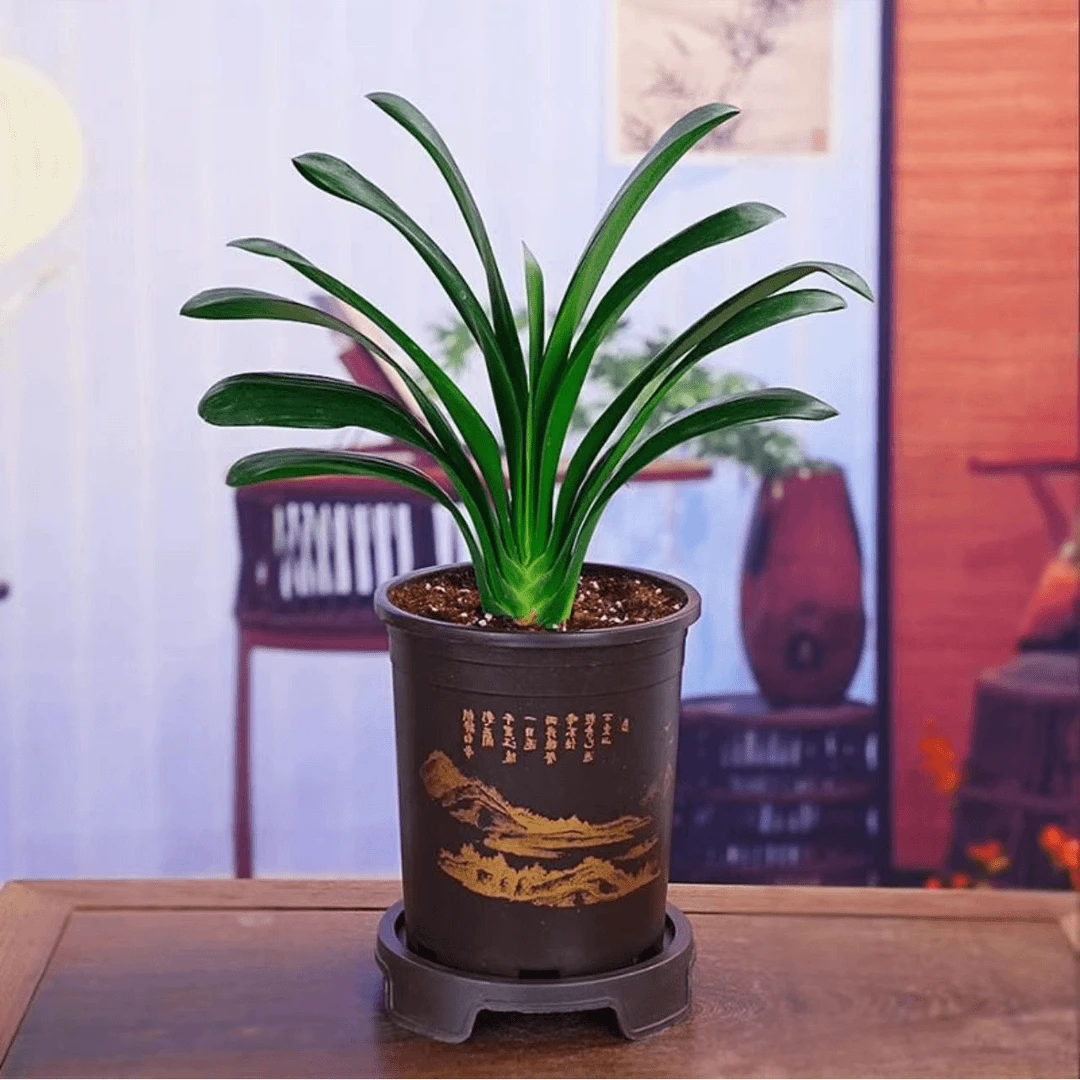 【补贴价】6-9片叶君子兰盆栽室内办公室花卉植物好养当年开花绿植