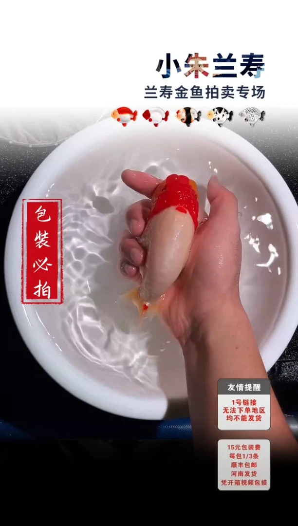 金鱼包装必拍未拍顺丰到付36号