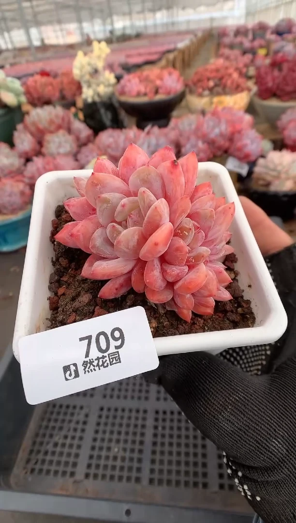 709雪天使一物一拍多肉植物