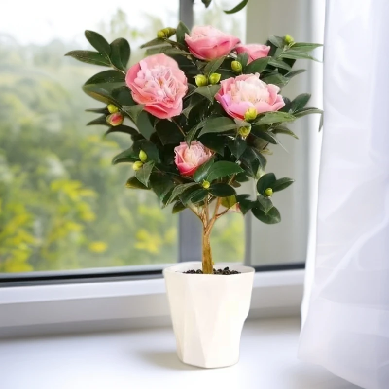 （满带花苞发货）香妃茶花盆栽带花苞室内四季花卉开花植物