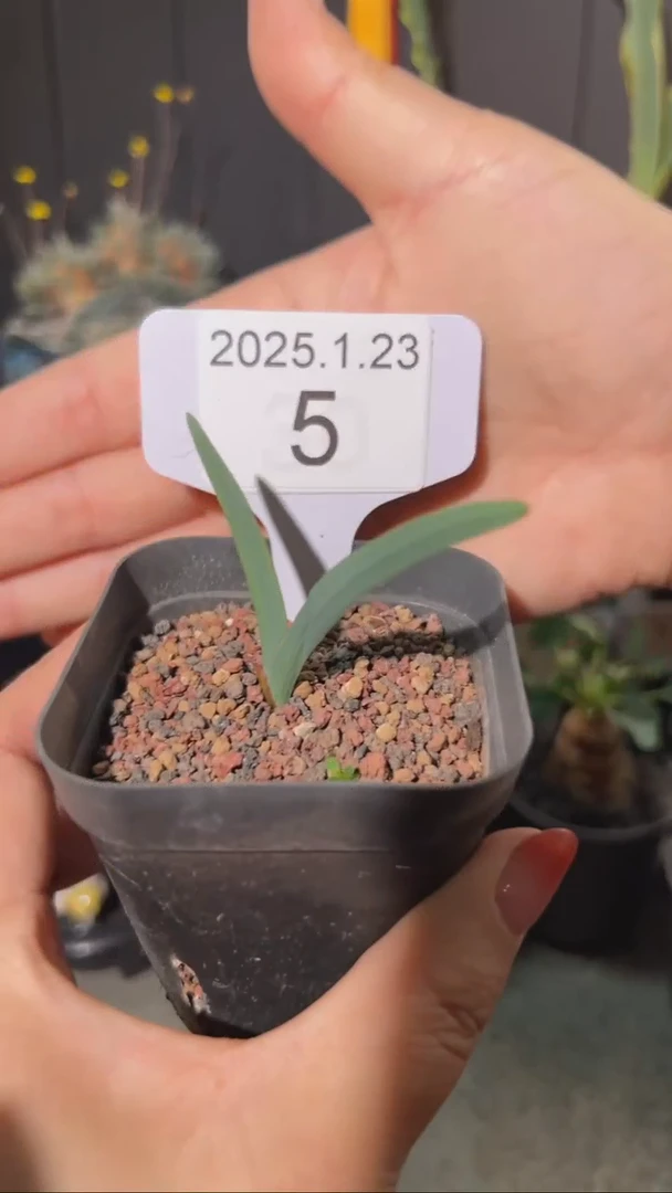 【闪购商品】红桃皇后夜鸢尾1.23.5