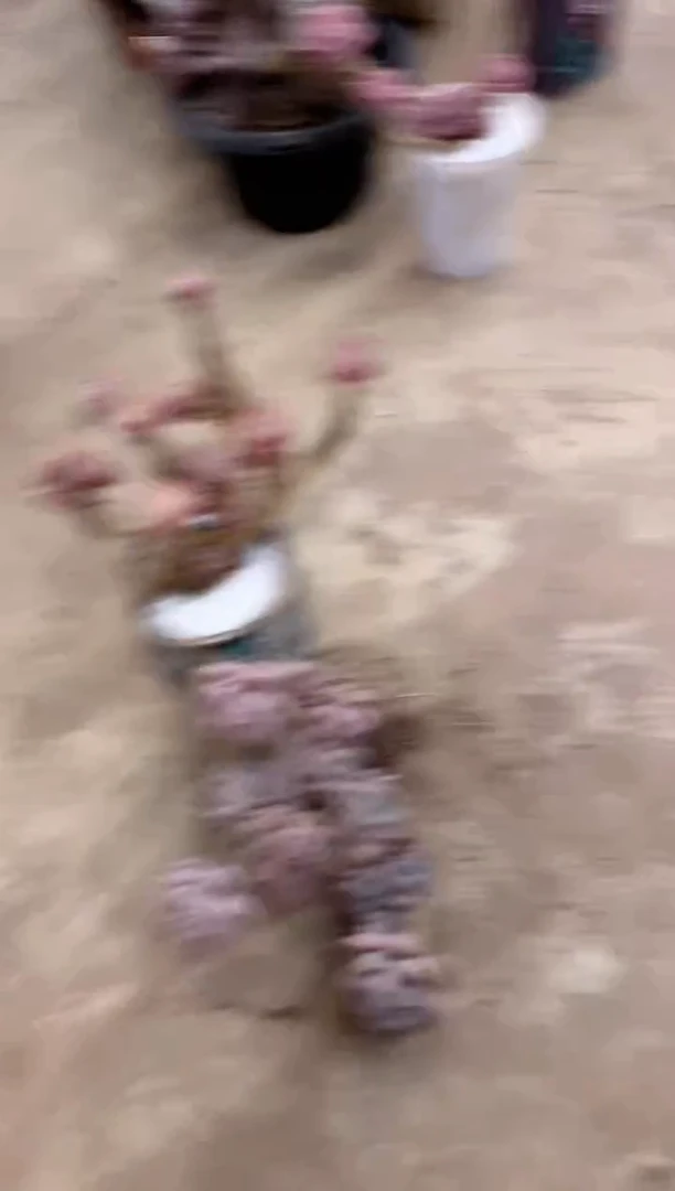 【闪购商品】95号￥30（零下5℃以下禁止拍）