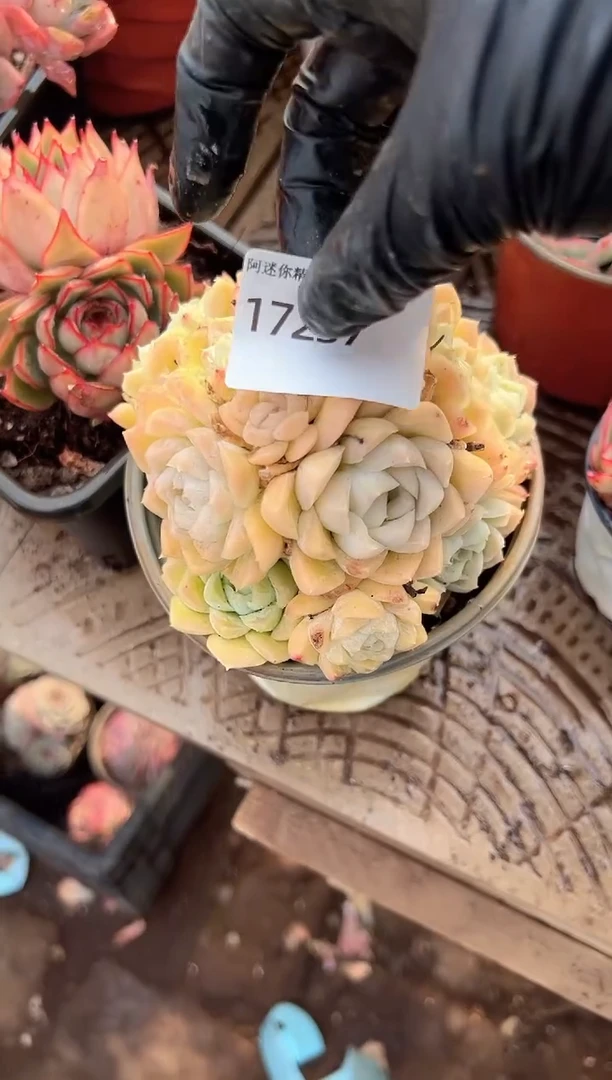 柳*多肉植物一物一拍17237