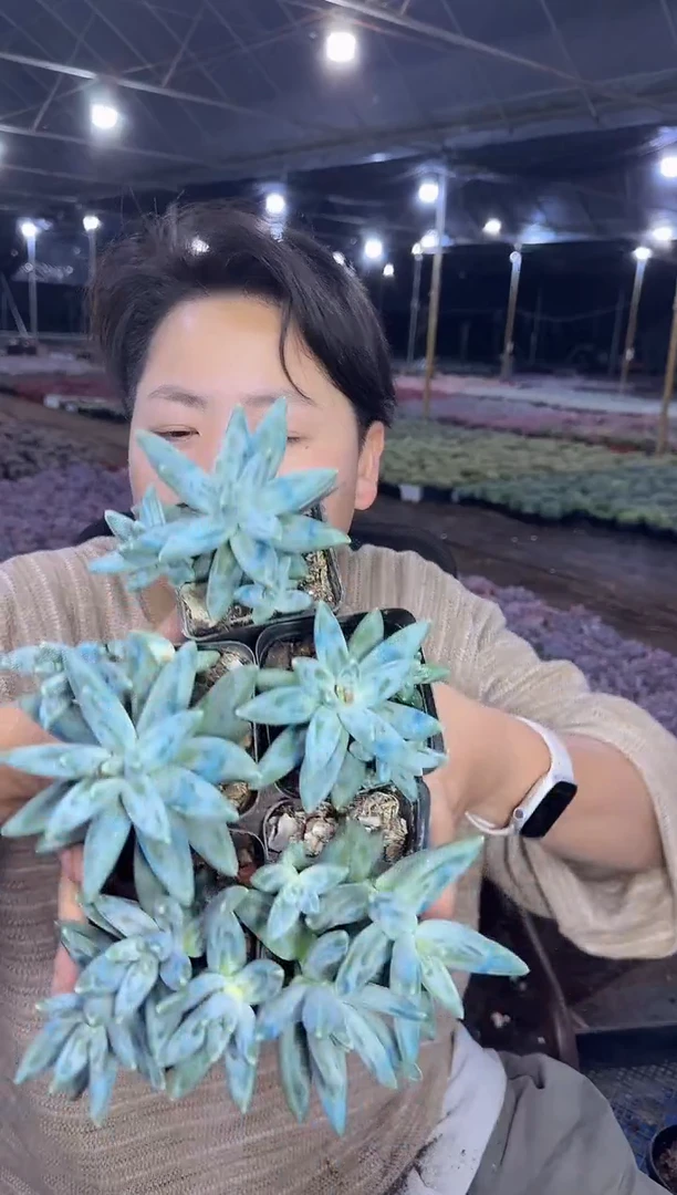 乌拉克拉3多2单9.99（掉叶不包）