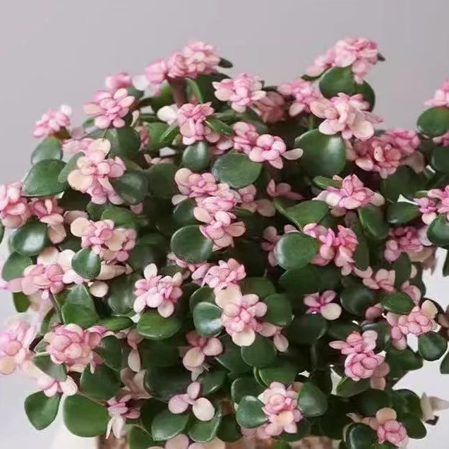 【金枝玉叶】高颜值阳台易养绿植云南基地直发一单也包邮