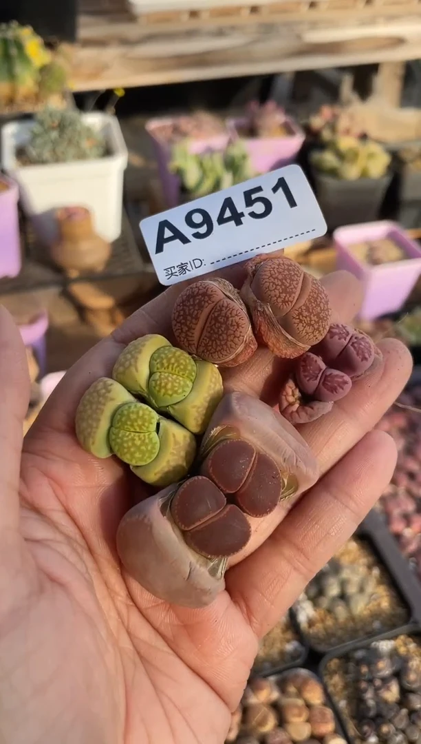 【闪购商品】9451直播一物一拍