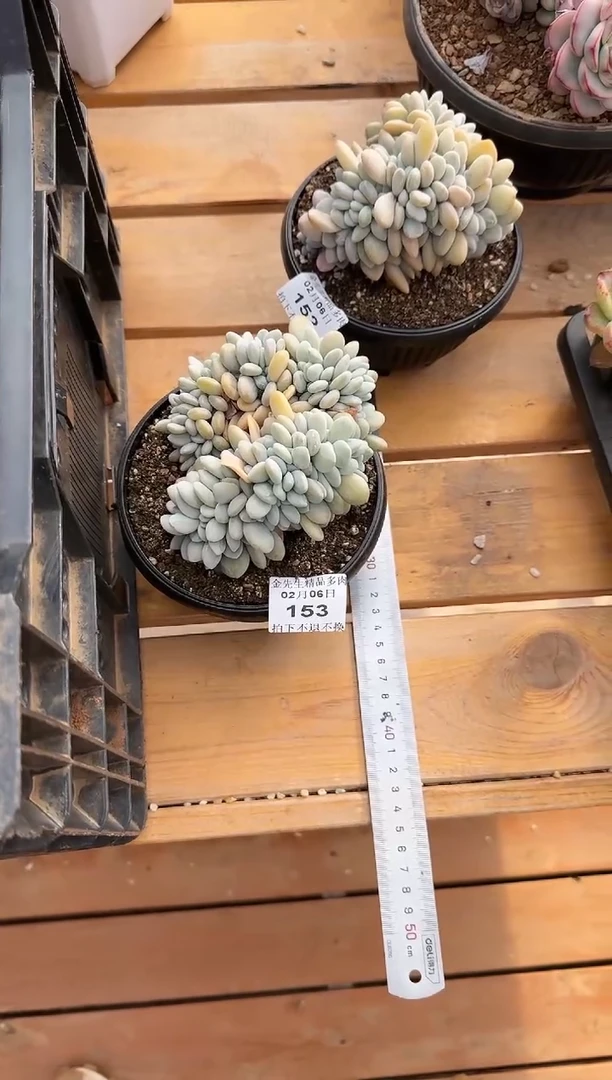 【闪购商品】0206-153粉兔缀化（大）