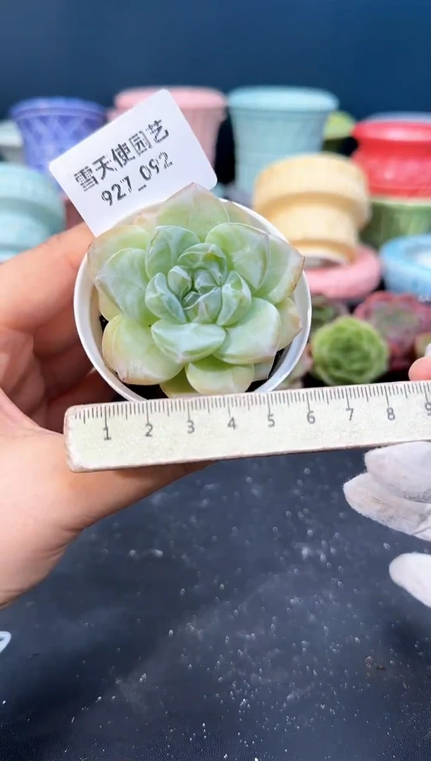 927-092青山（冠幅5cm）