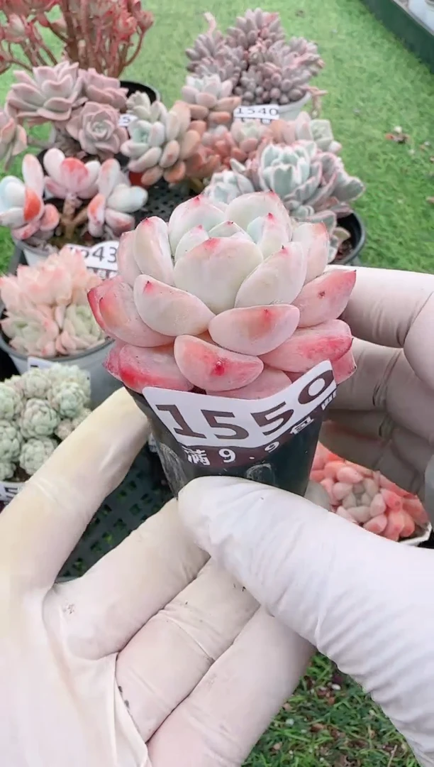 【闪购商品】信福多肉一物一拍