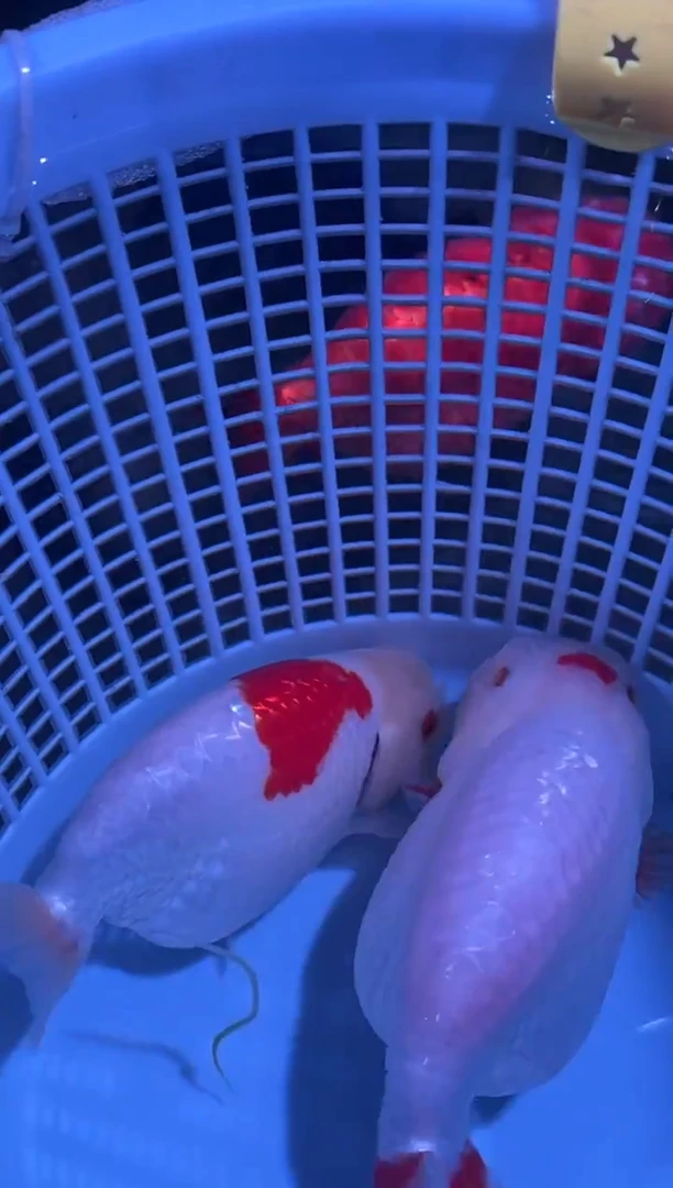 狮头鱼w**t兰寿金鱼兰寿金鱼