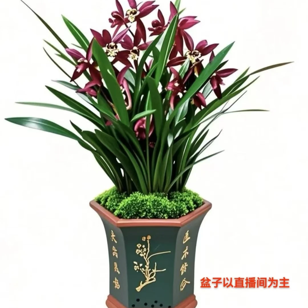 翁源兰花墨兰企黑名贵正品年宵花卉墨兰盆栽室内四季好养青松