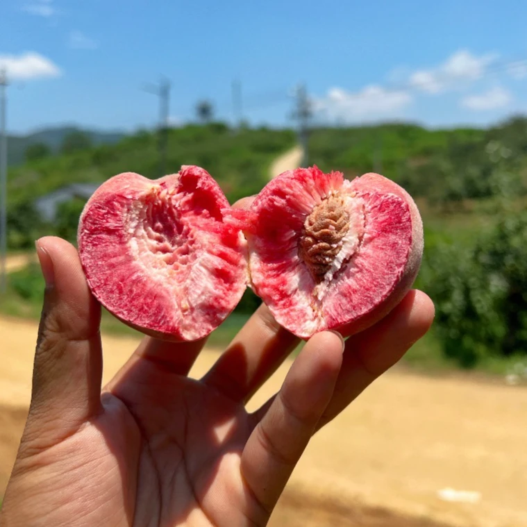【京东包邮】马谷田正宗大朱砂红二红桃软糯香甜老树品种