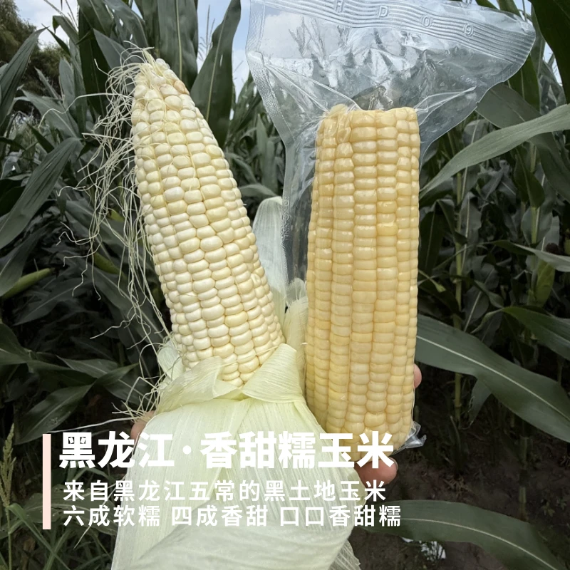 香甜糯玉米 黑龙江五常黑土地种的 六成糯粒 四成香甜 口口香甜糯