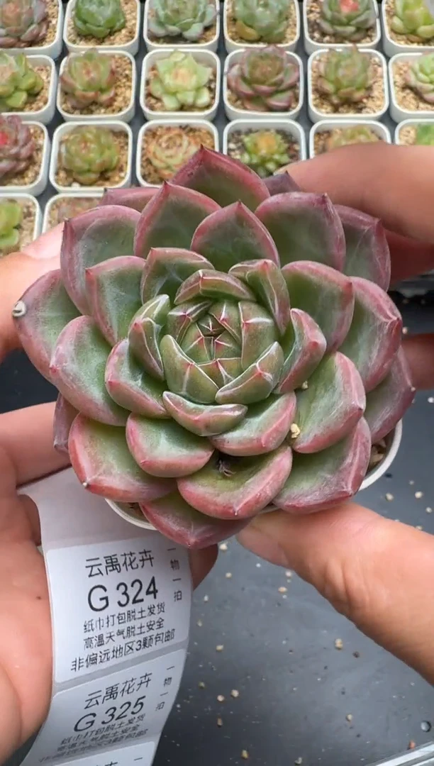 323G云禹多肉植物 脱土纸巾打包 3颗包邮