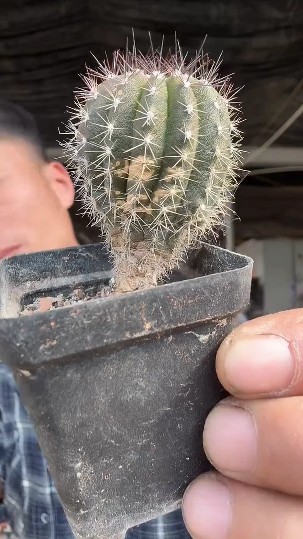 实生尤博球有瑕疵15.99