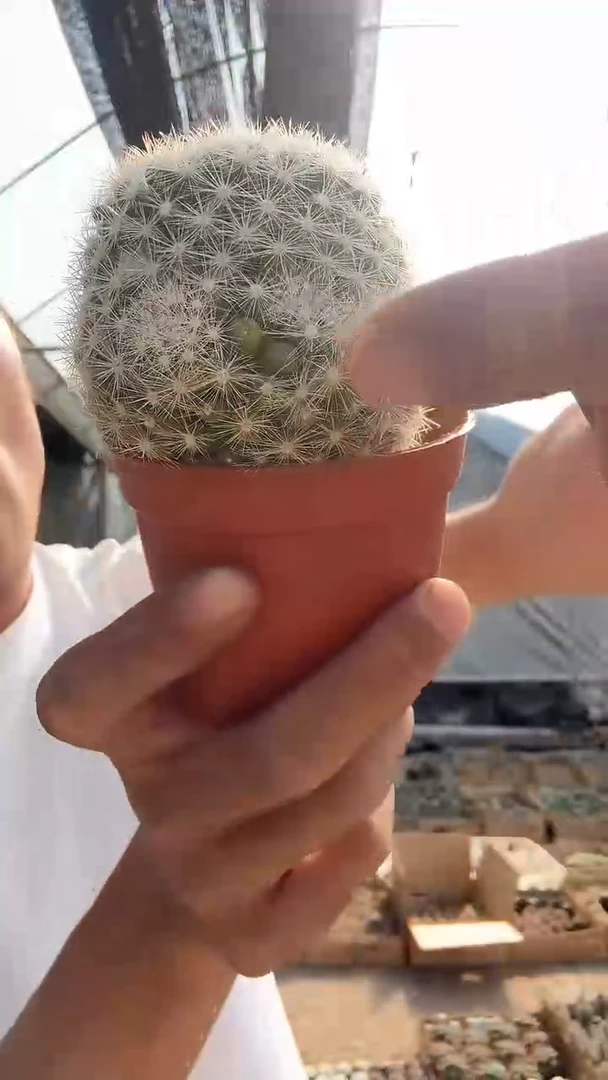 5-1        瑕疵   9.99