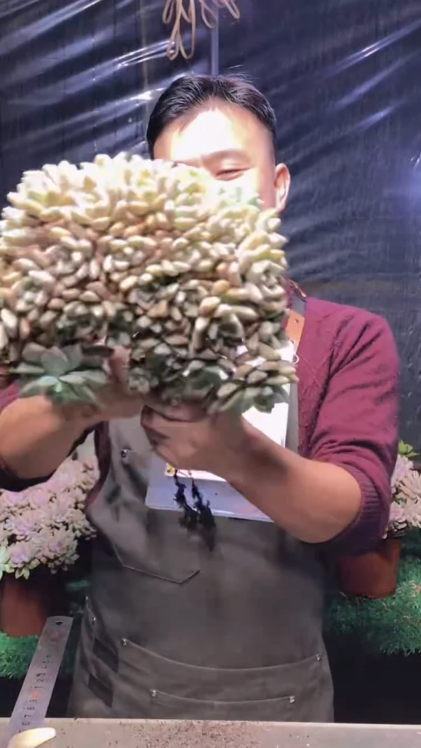 163淡雪缀化（一物一拍）
