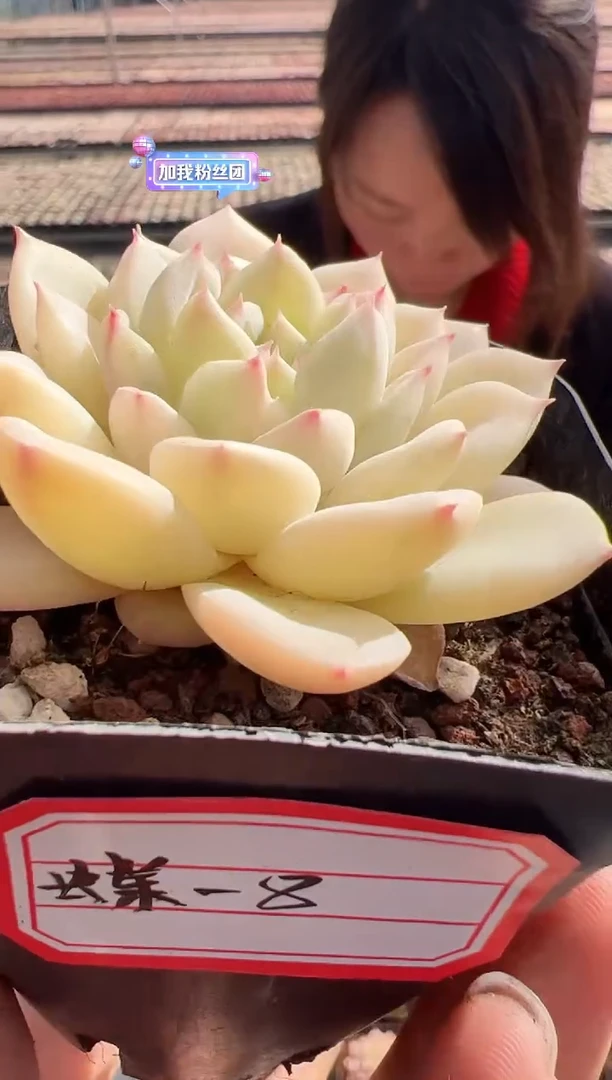 【闪购商品】蝶叶-8