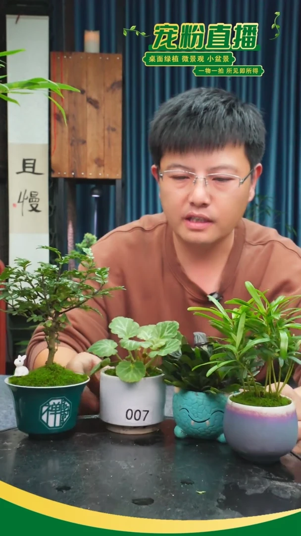无花朵蜜*苔藓微景观007号