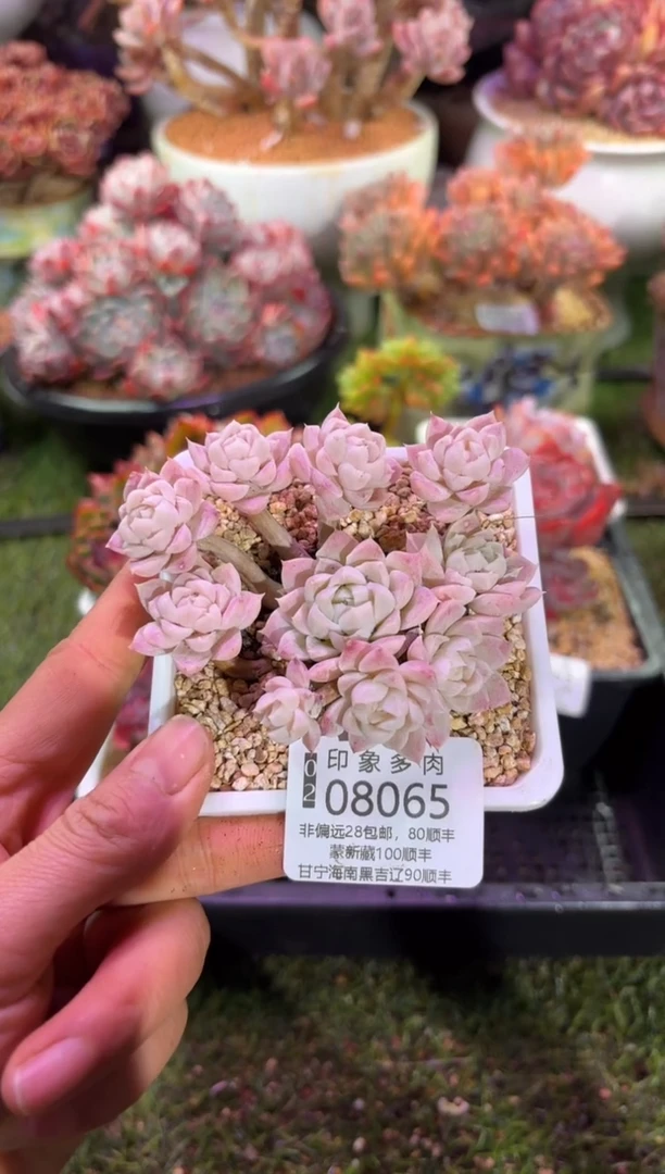 【闪购商品】08065