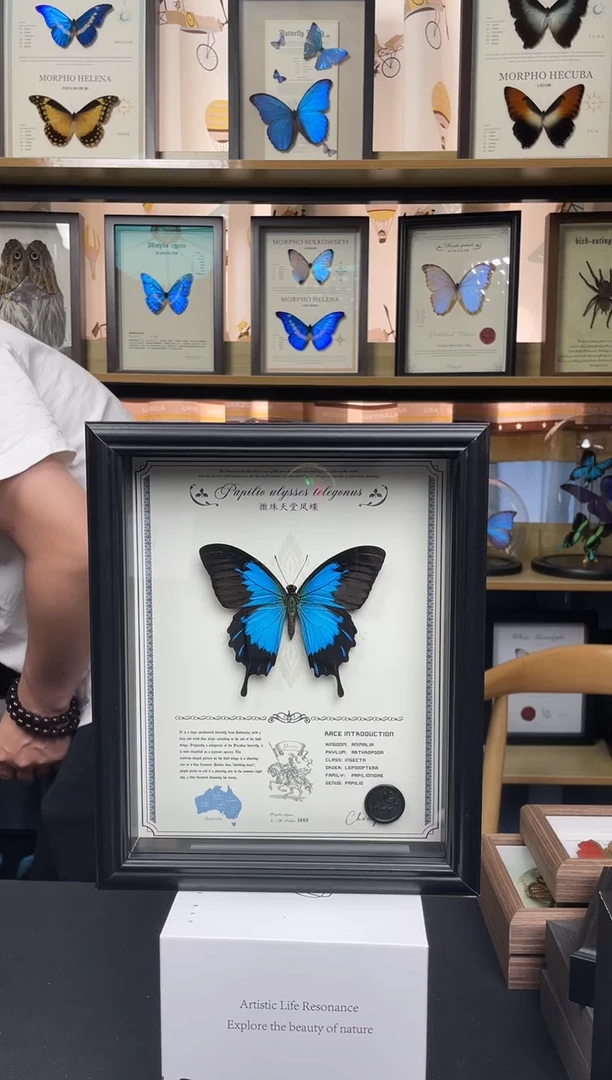 撒珠天堂凤蝶10寸相框