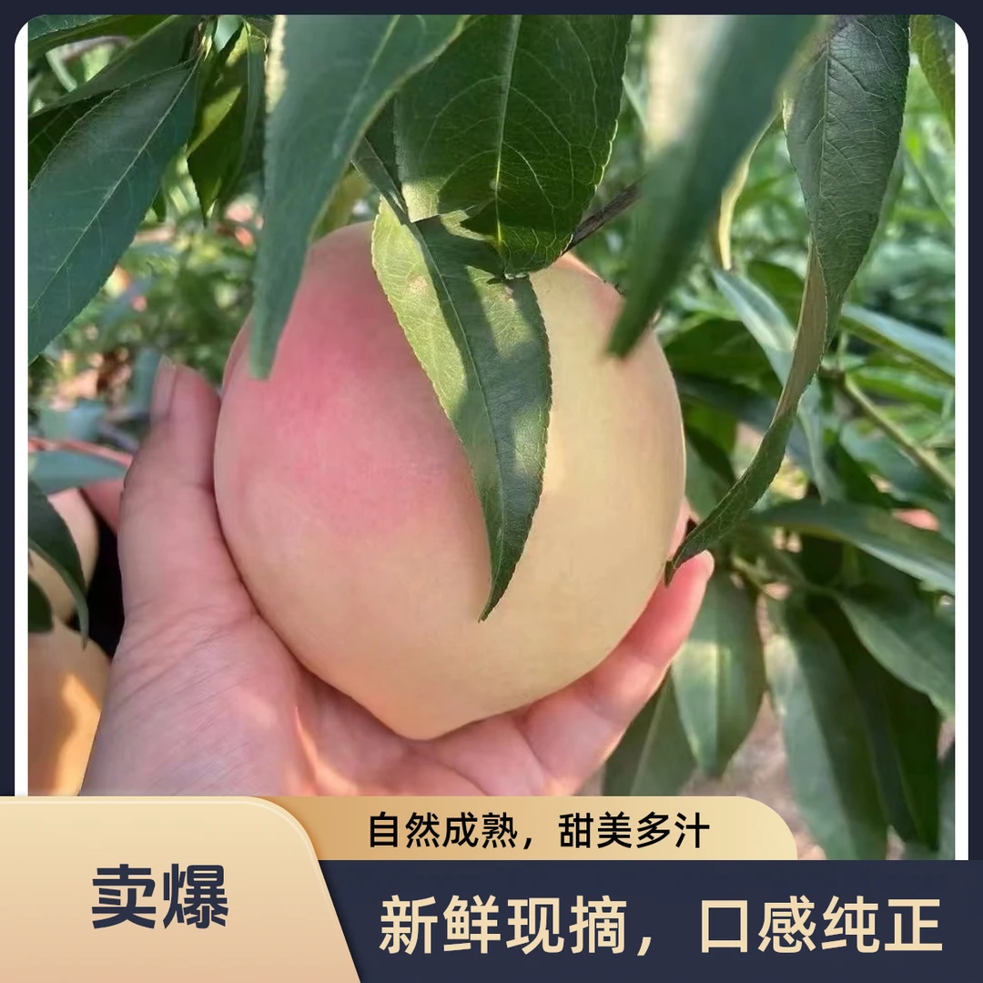 新鲜沂蒙山地桃，永莲蜜，果园现摘脆甜多汁新鲜水果个头大彩盒发货顺丰包邮次日到山东省