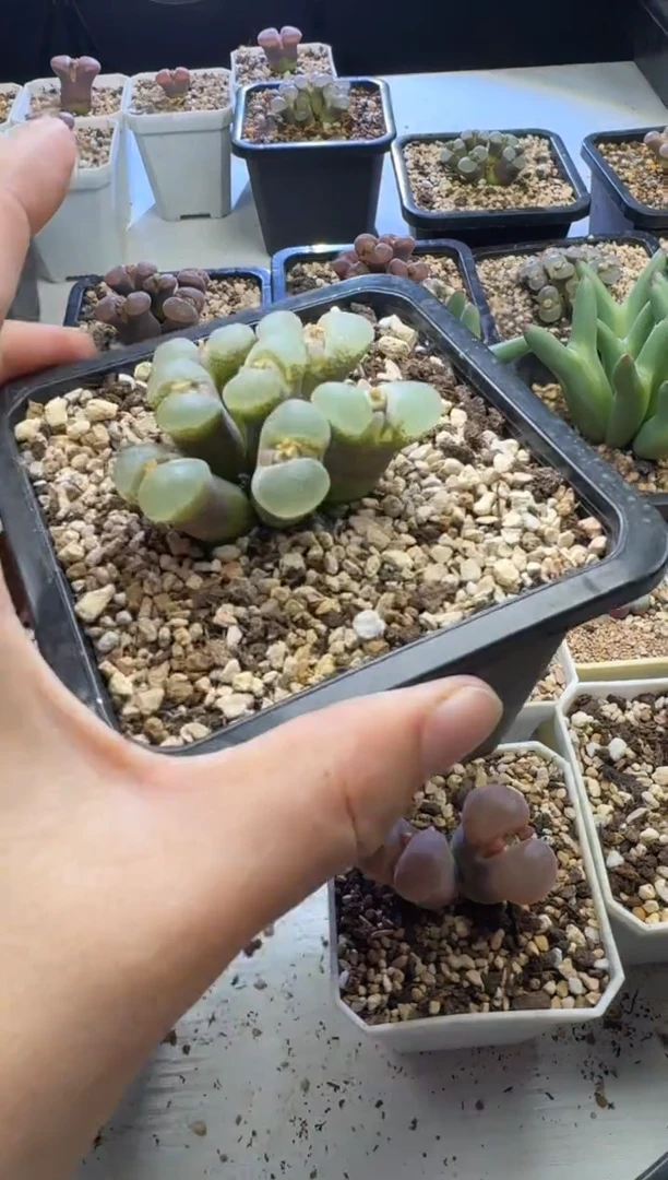 木*Q【天津专场】147多肉植物肉锥