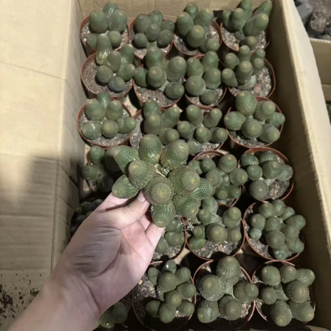 黑蝎子 群生【带根】仙人球