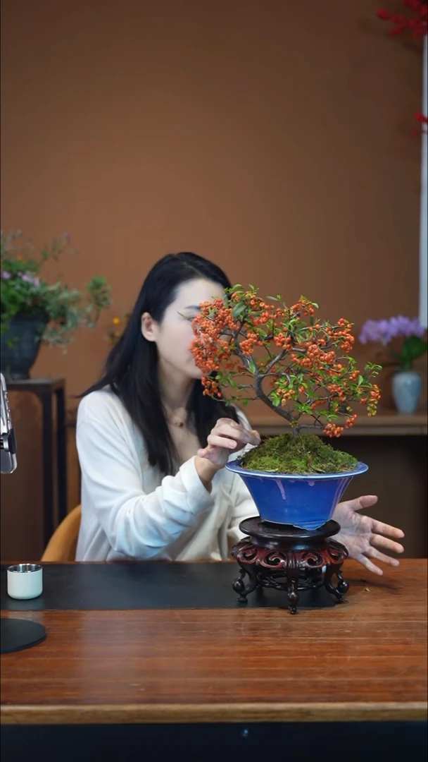 全部花朵火棘盆景盆景盆景