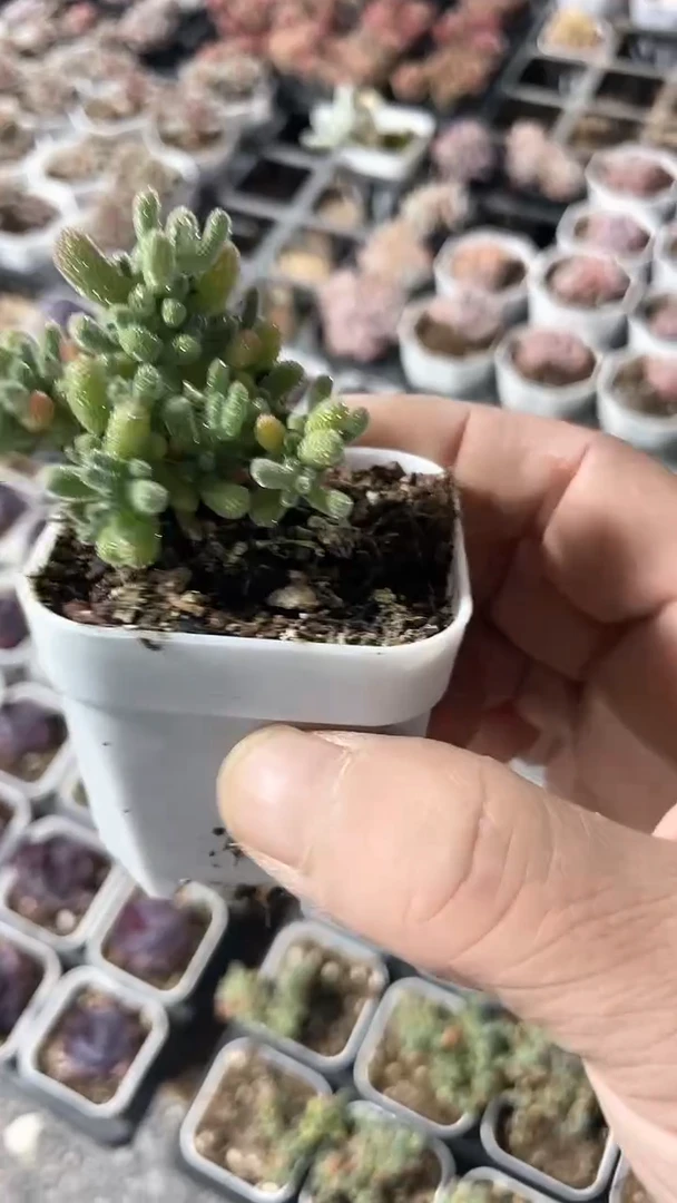 【闪购商品】五方冰晶多肉